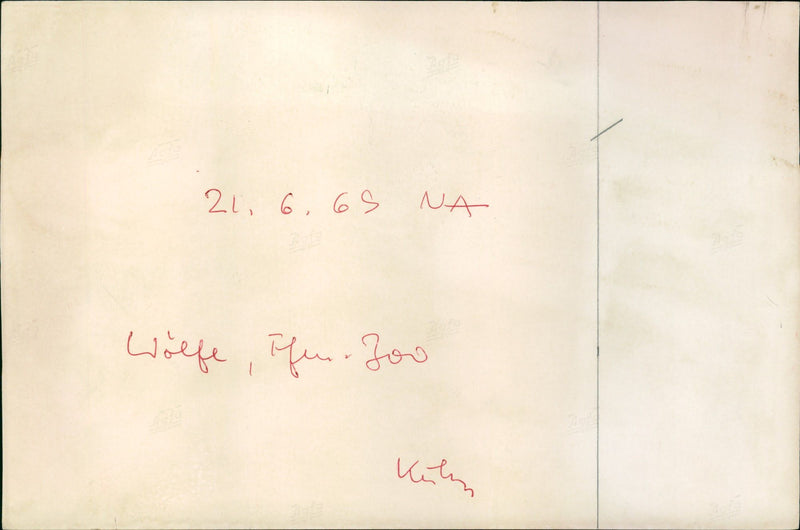 Zoo animals: wolves - Vintage Photograph