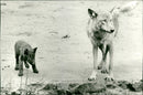 Zoo animals: wolves - Vintage Photograph