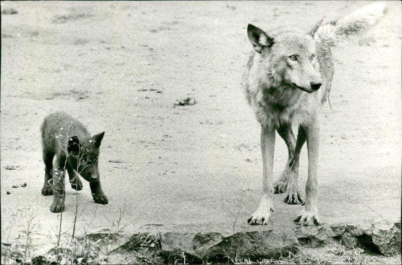 Zoo animals: wolves - Vintage Photograph