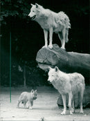 Zoo animals: wolves - Vintage Photograph
