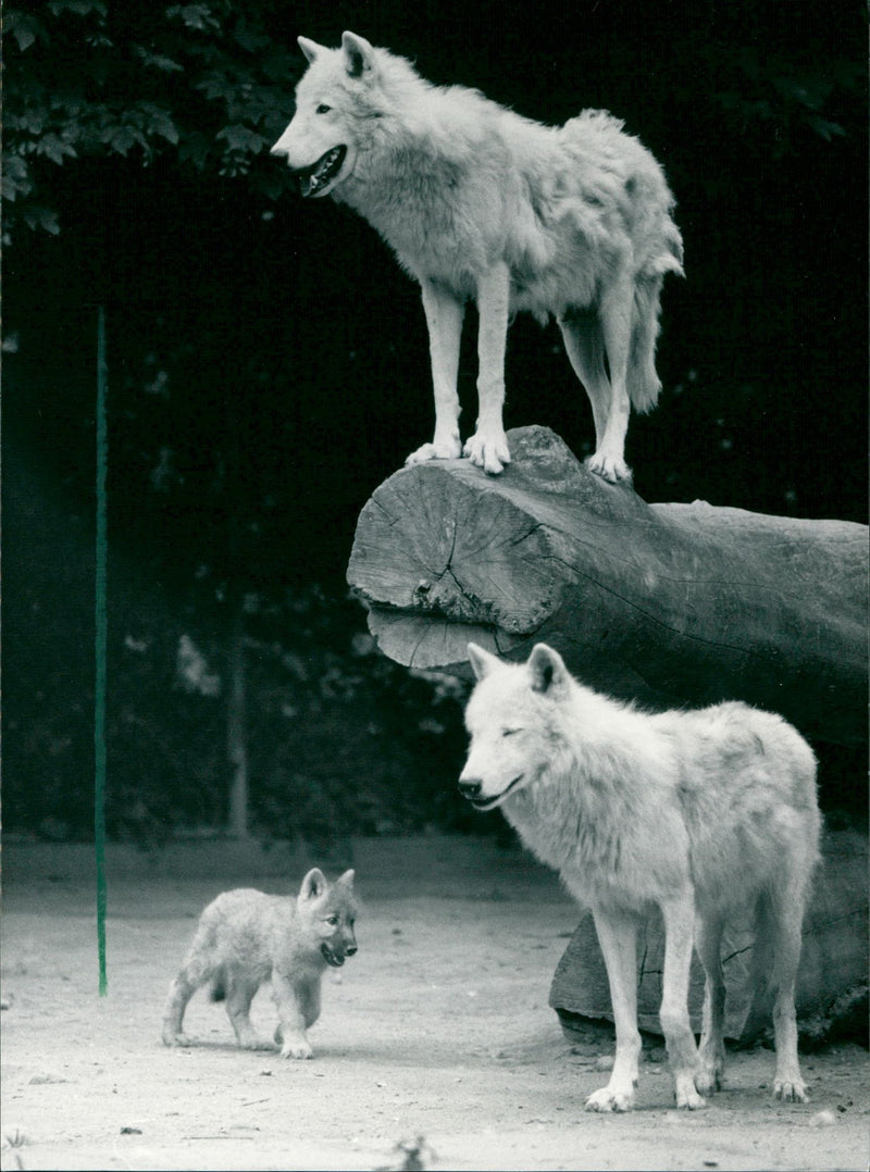 Zoo animals: wolves - Vintage Photograph