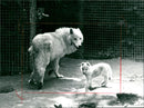Zoo animals: wolves - Vintage Photograph