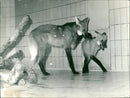 Zoo animals: wolves - Vintage Photograph