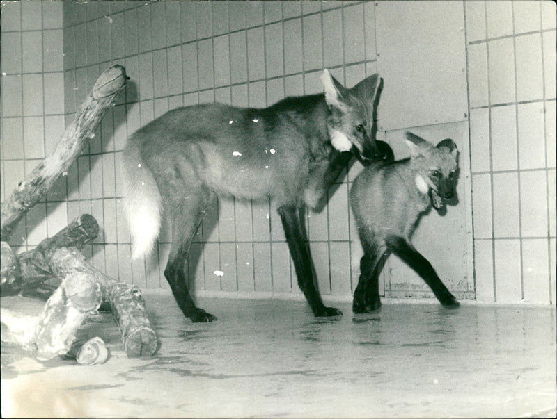 Zoo animals: wolves - Vintage Photograph