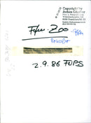 1986 BONOBO FEMALE MARGRIT HER YEARS BOSS FILM - Vintage Photograph