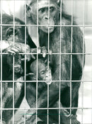 1986 BONOBO FEMALE MARGRIT HER YEARS BOSS FILM - Vintage Photograph