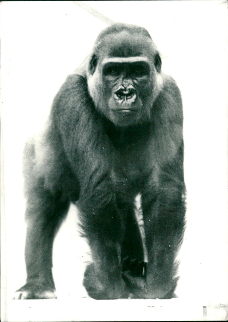 ANIMALS BABIES GORILLAS CARE AND FATHER - Vintage Photograph
