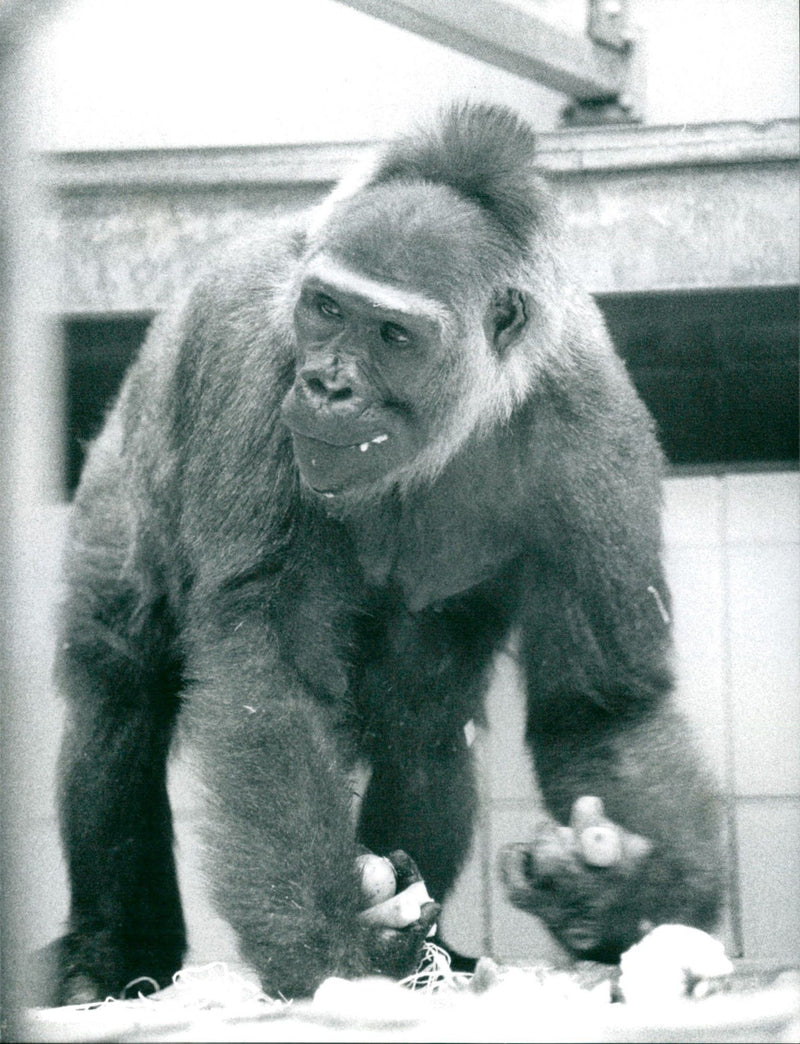 1996 ANIMALS GORILLAS CARE FATHER BABYS GORILLA MAW - Vintage Photograph
