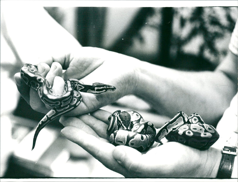 TIESE FRARIUM ANGEN PYTHONS ANIMALS ZOO KONIGSPY THEN - Vintage Photograph
