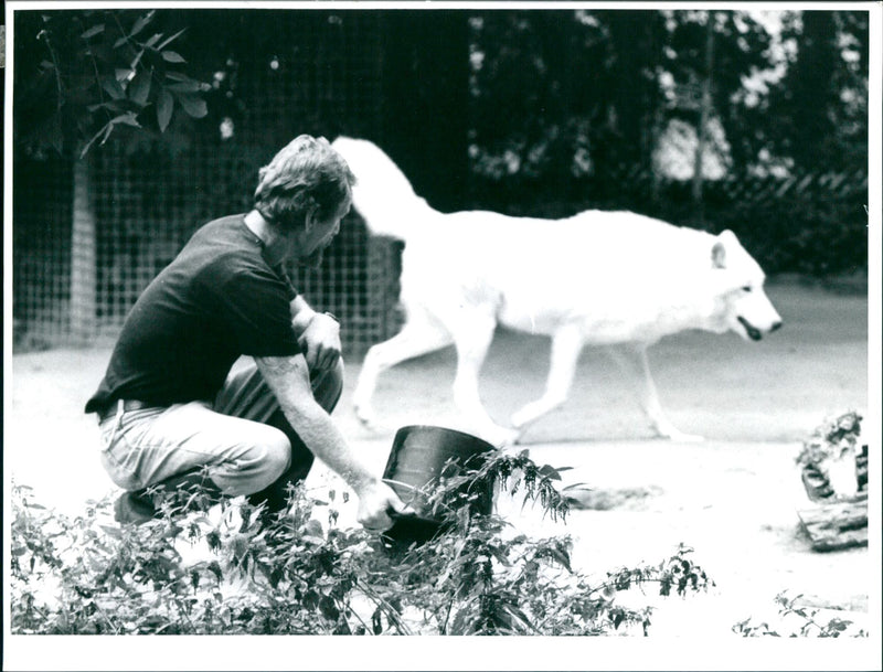 1996 ANIMAL CAREGIVER ZOOPERSONAE MONKEY GRILLAS CAREIN OBERWARTES SCHACHERL ANI - Vintage Photograph