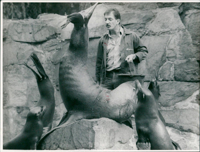 MONKEY GRILLAS OBERWARTES SCHACHESL TIESVESGIFTUNG TIERPLLEGES HORST KLOSE - Vintage Photograph