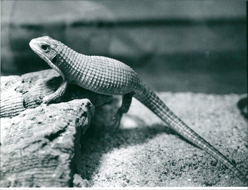 1998 ANIMALS EXOTARIUM LIZARDS IGUANA SKINKE BASILISCHEN GECHOS - Vintage Photograph