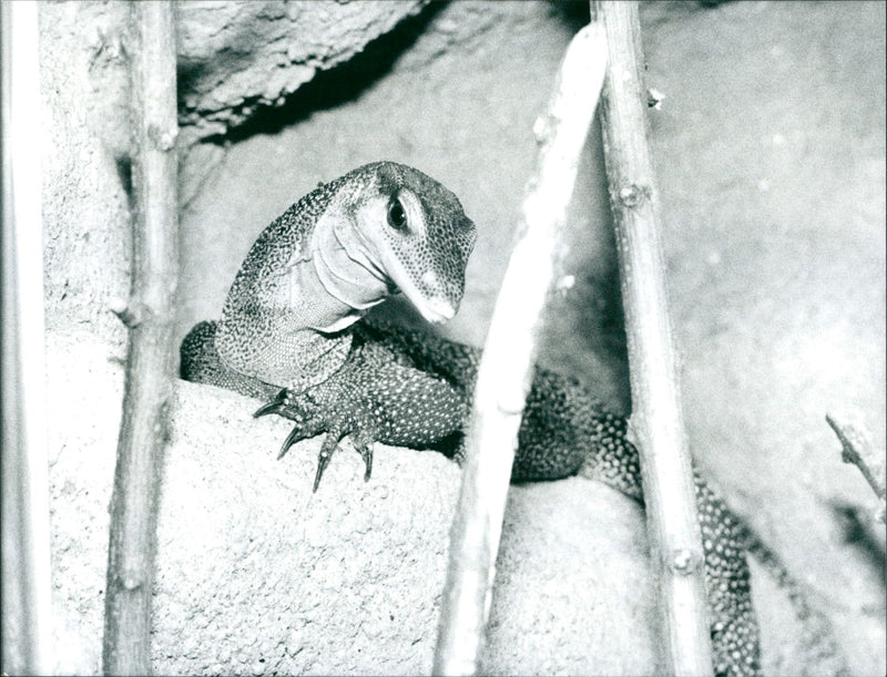 1997 ANIMALS LIZARDS GECHOS AGAMEN ZOO EXOTARIUM IGUANA SKINKE BASIL GECHO - Vintage Photograph