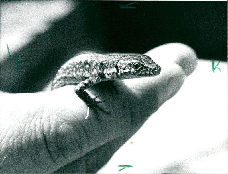 1989 ANIMALS IGUANA SKINKE BASIL GECHOS AGAMEN LIZARDS EXOTARIUMS - Vintage Photograph