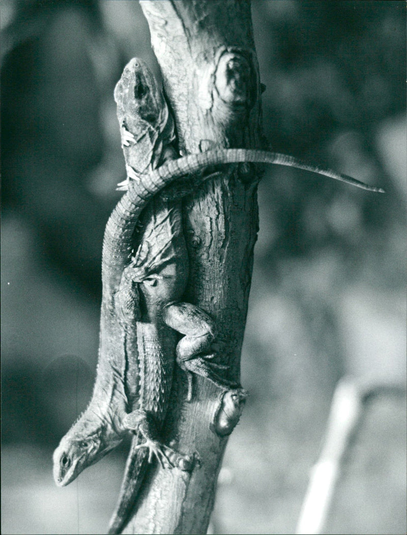 1998 EXOTARIUM LIZARDS IGUANA SKINKE BASIL GECHOS AGAMEN FOUR YOUNG ANIMAL - Vintage Photograph