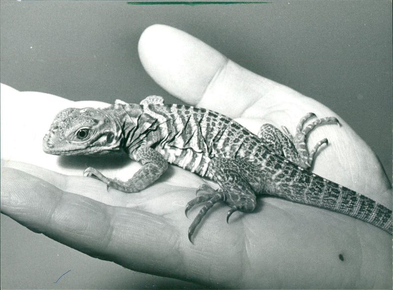 SKINKE BASIL GECHOS AGAMEN ZOO ANIMALS EXOTARIUM LIZARDS IGUANA SKINK - Vintage Photograph