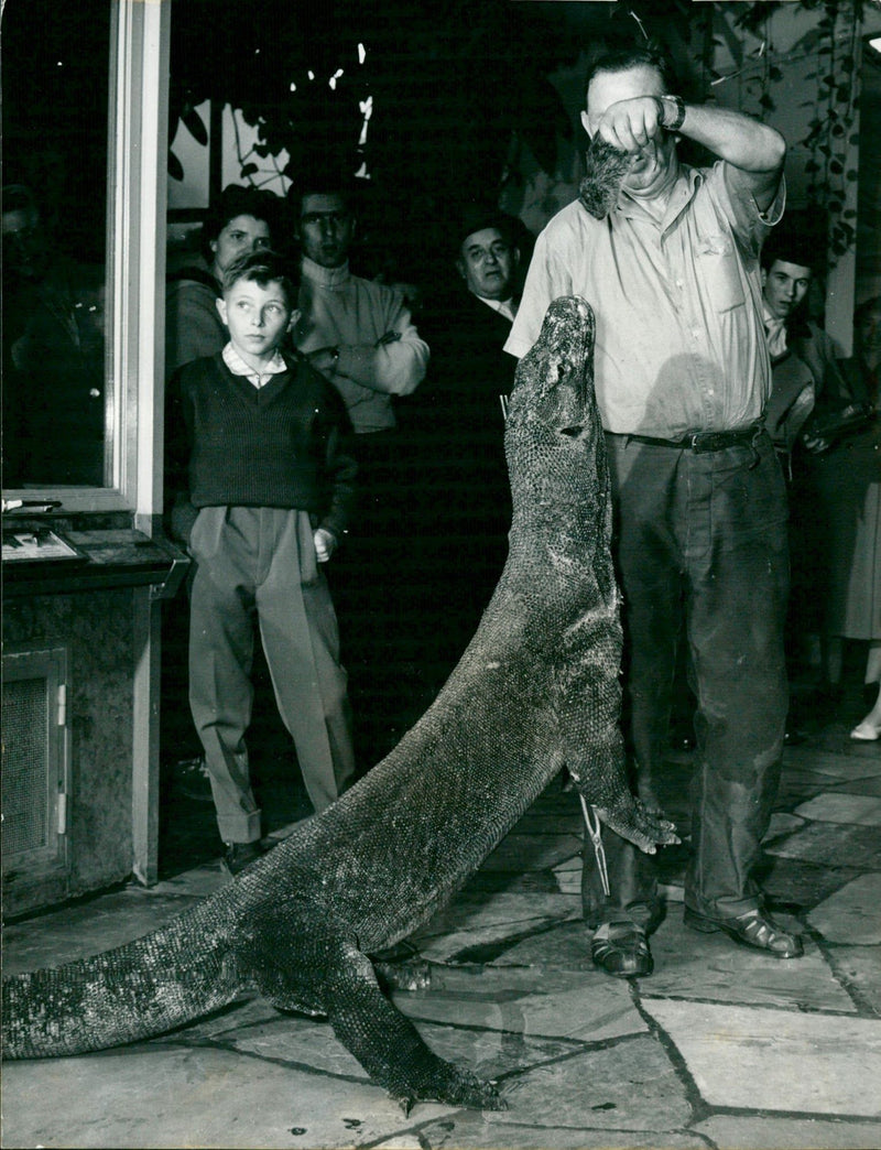 ANIMALS EXOTASIUM LIZARDS IGUANA ESKINKE BASIL GECHOS AND PRESS - Vintage Photograph