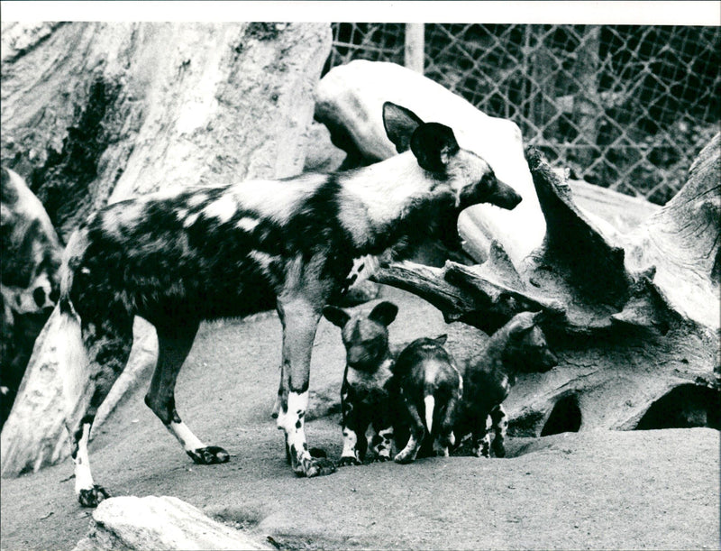REPLACEMENT PORTFOLIO TIEDE FOREST WILD DOGS FOTOPRODU FILM - Vintage Photograph