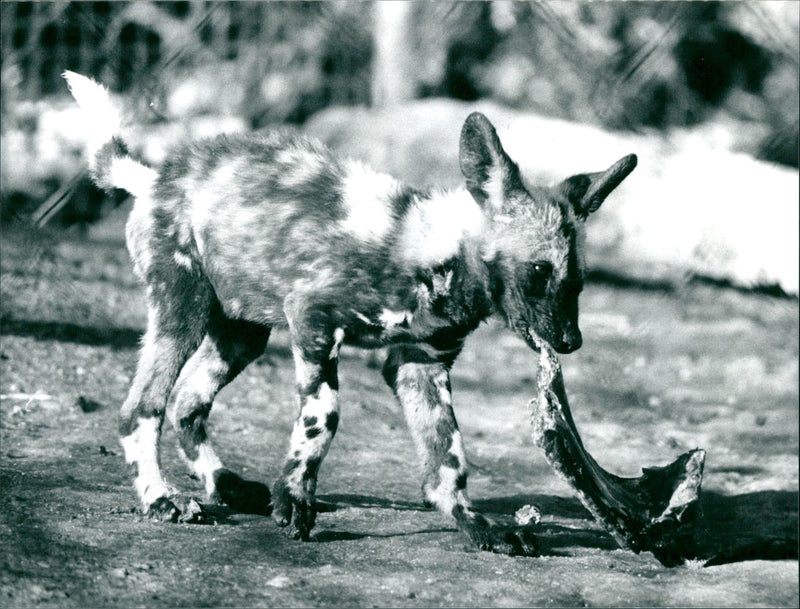 REPLACEMENT PORTFOLIO TIEDE FOREST DOGS AFRIKE WILD DOG IFW COPYRIGNT REPLA - Vintage Photograph
