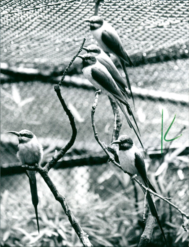 1995 ANIMALS BIRD DIFFERENT OWNER FRANKFURTER - Vintage Photograph