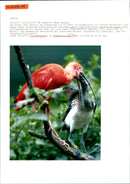 ANIMALS BIRD DIFFERENT FOUR PAIRS NATIVE SPECIES CENTRAL AND SOUT - Vintage Photograph