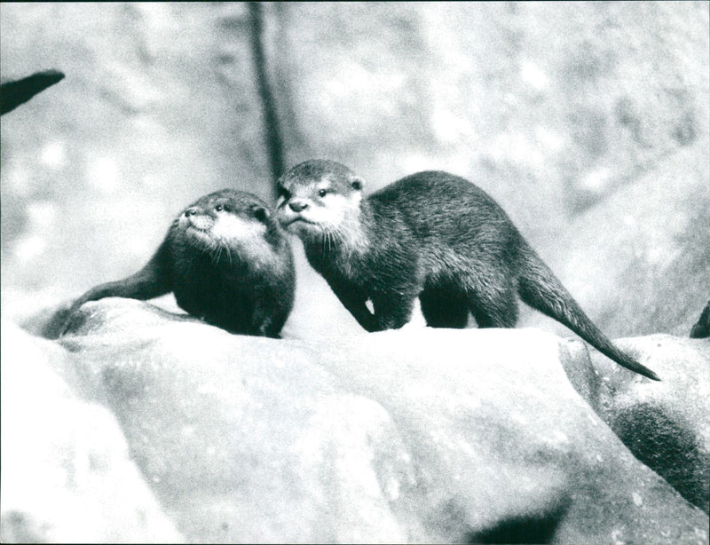 1997 YOUNG OTTER EING FNP S NIC PETER - Vintage Photograph