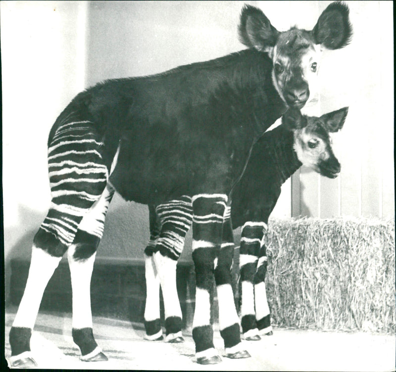 ZOO ANIMALS OKAPIS ROOFTON AND OKANI OCLOCK ARE AMONG FEATUR - Vintage Photograph