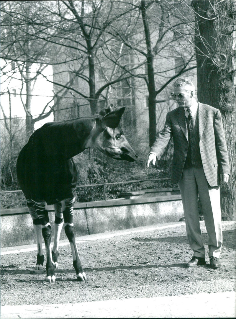 ANIMALS OKAPIS MERCURE HOTEL RESIDENZ ALBERT PARIS - Vintage Photograph