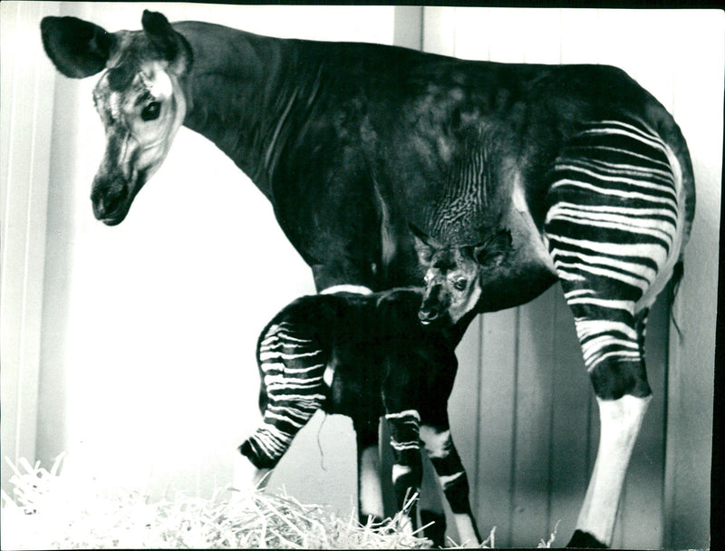 ZOO ANIMALS OKAPIS AND OKAPI ARE AMONG FEATURED THIS WEEKS - Vintage Photograph