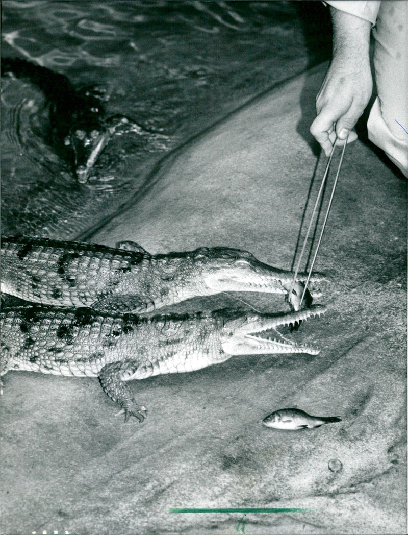 1994 ANIMALS EXOTARIUM AUSTRALIAN SUWASSER CROCODILES ZOO LOTARIUM - Vintage Photograph