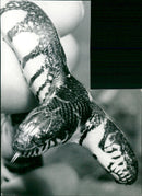 Snake with two heads - Vintage Photograph
