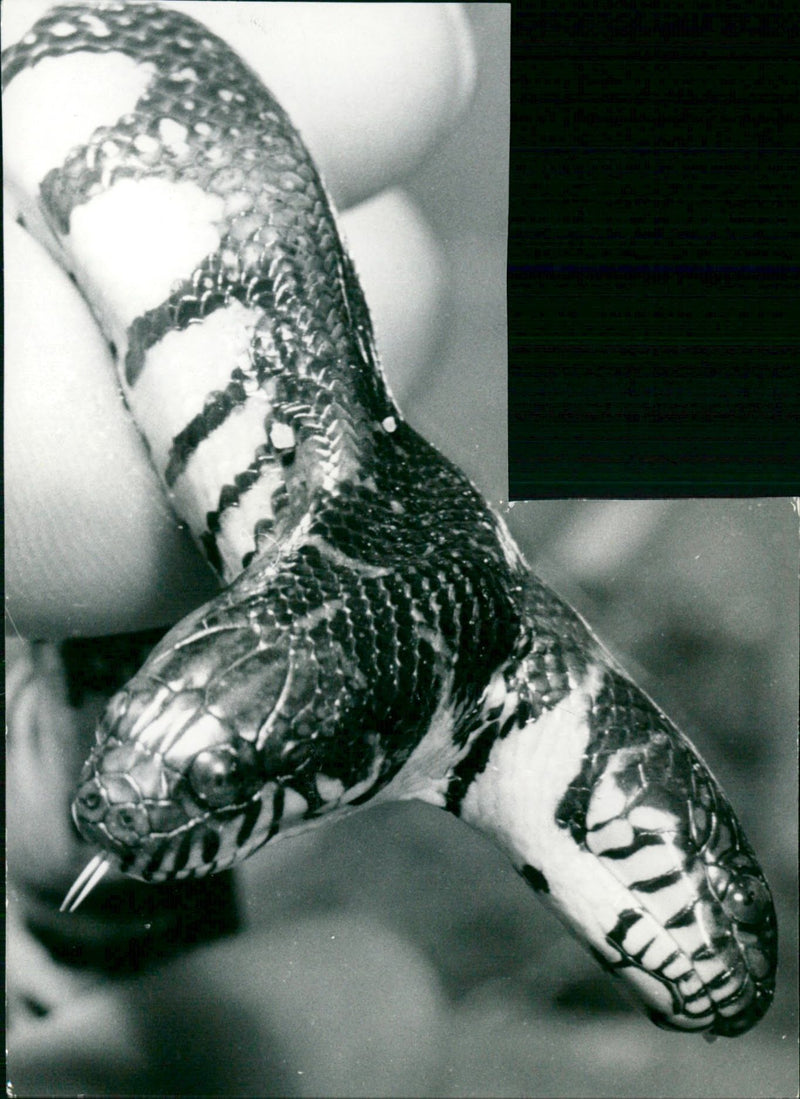 Snake with two heads - Vintage Photograph