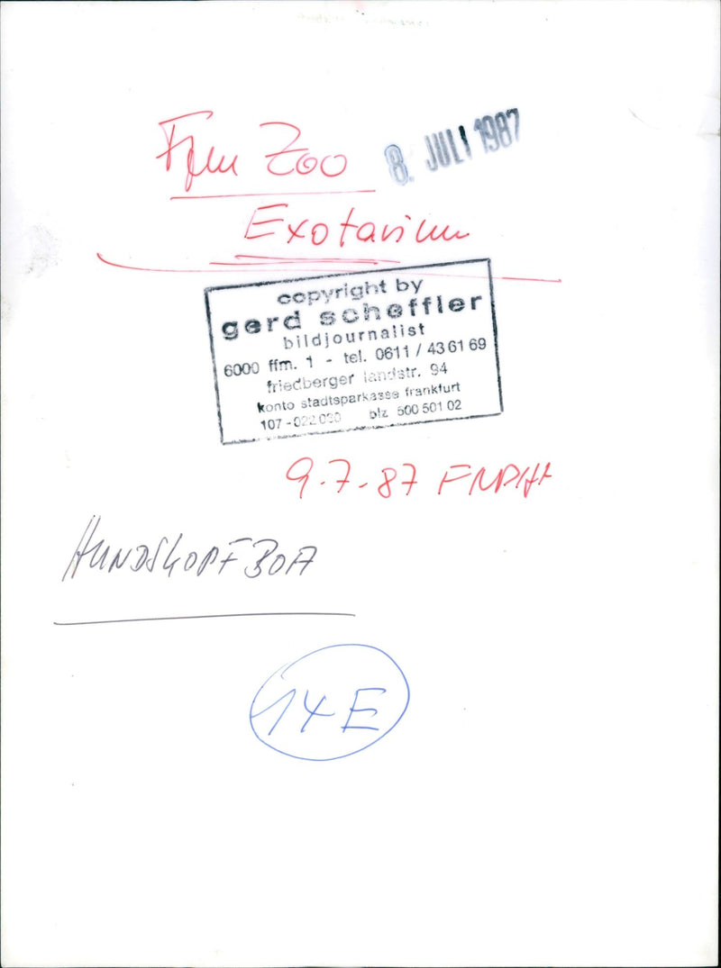 Snakes in the Exotarium, Frankfurt Zoo - Vintage Photograph