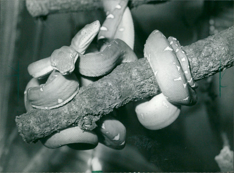 Snakes in the Exotarium, Frankfurt Zoo - Vintage Photograph