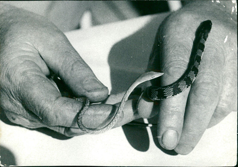 Snakes in the Exotarium, Frankfurt Zoo - Vintage Photograph