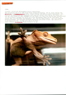 ANIMALS EXOTARIUM MISCELLANEOUS REPTILES ADHERE UPPER - Vintage Photograph