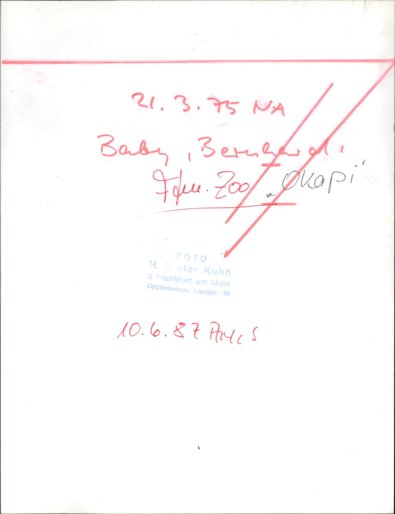 Bernhard - Zoo animals - Vintage Photograph