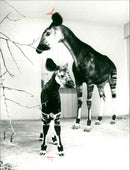 Bernhard - Zoo animals - Vintage Photograph