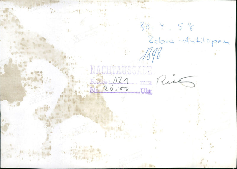 Zebra - zoo animals - Vintage Photograph