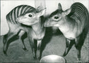 Zebra - zoo animals - Vintage Photograph