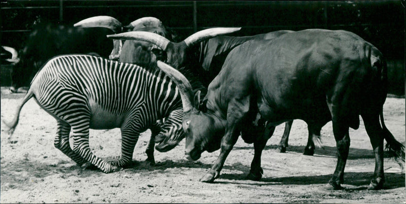 Zebra - zoo animals - Vintage Photograph