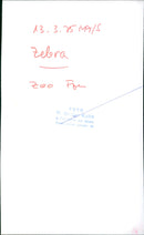 Zebra - zoo animals - Vintage Photograph