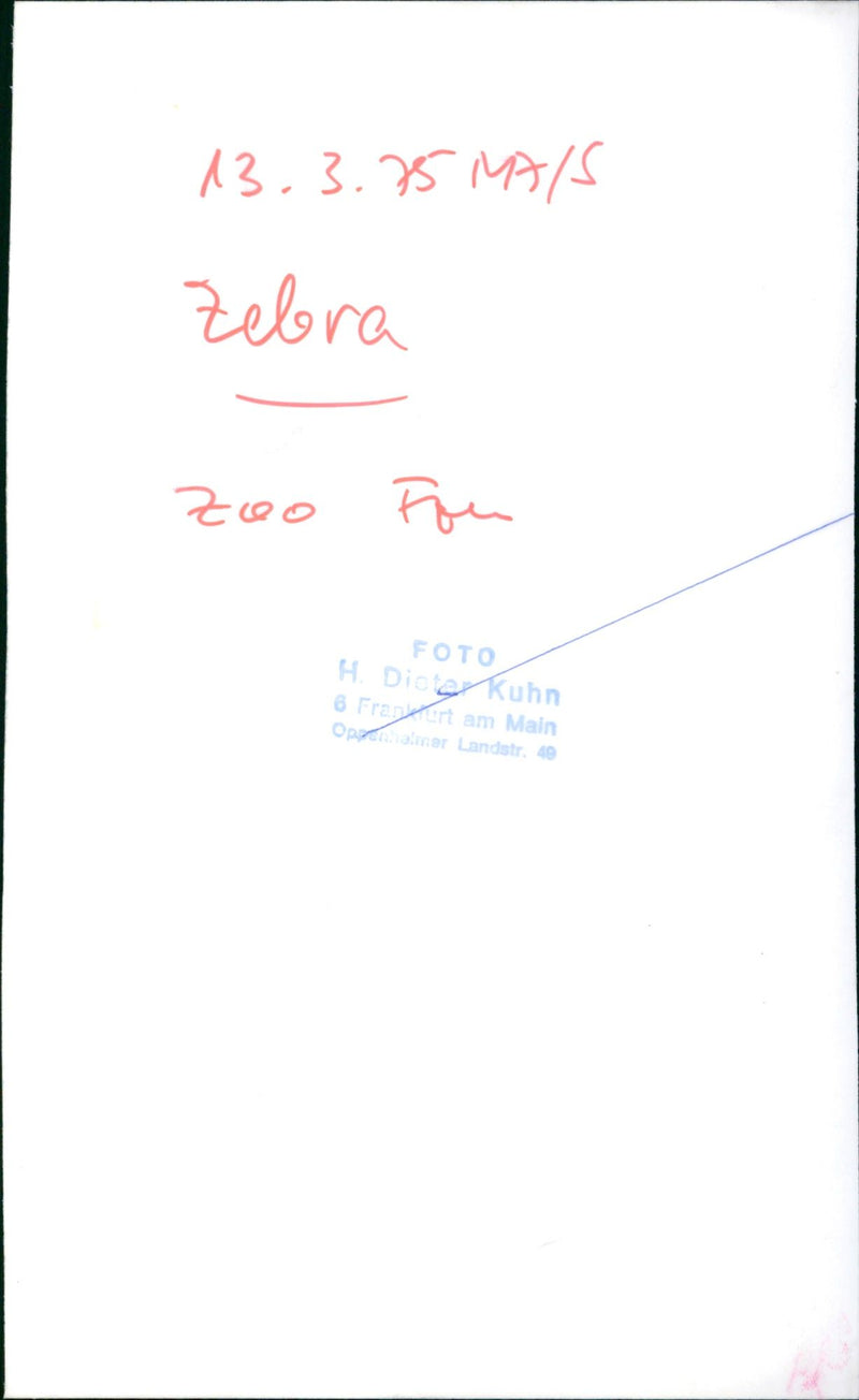 Zebra - zoo animals - Vintage Photograph