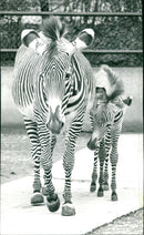 Zebra - zoo animals - Vintage Photograph