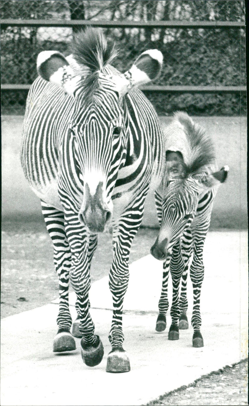 Zebra - zoo animals - Vintage Photograph