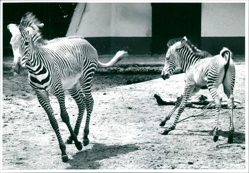 Zebra - zoo animals - Vintage Photograph