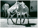 Zebra - zoo animals - Vintage Photograph