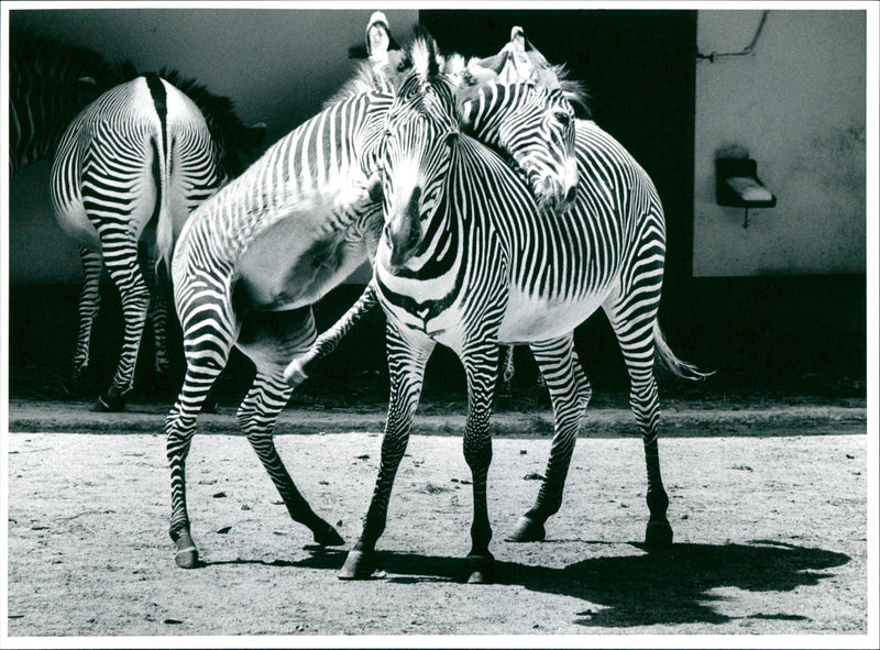 Zebra - zoo animals - Vintage Photograph