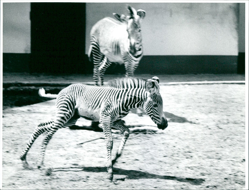 Zebra - zoo animals - Vintage Photograph