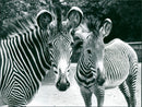 Zebra - zoo animals - Vintage Photograph